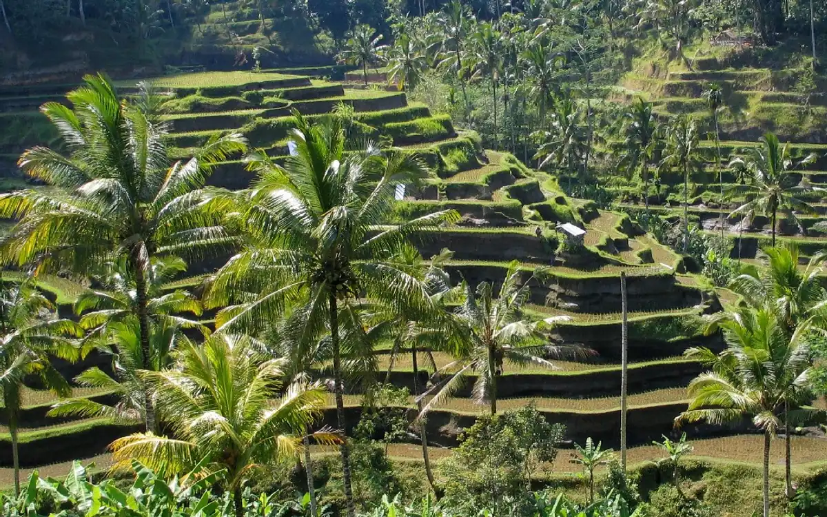 Bali’den bir görünüm